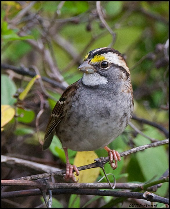 _0SB0476 white-throated sparrow.jpg